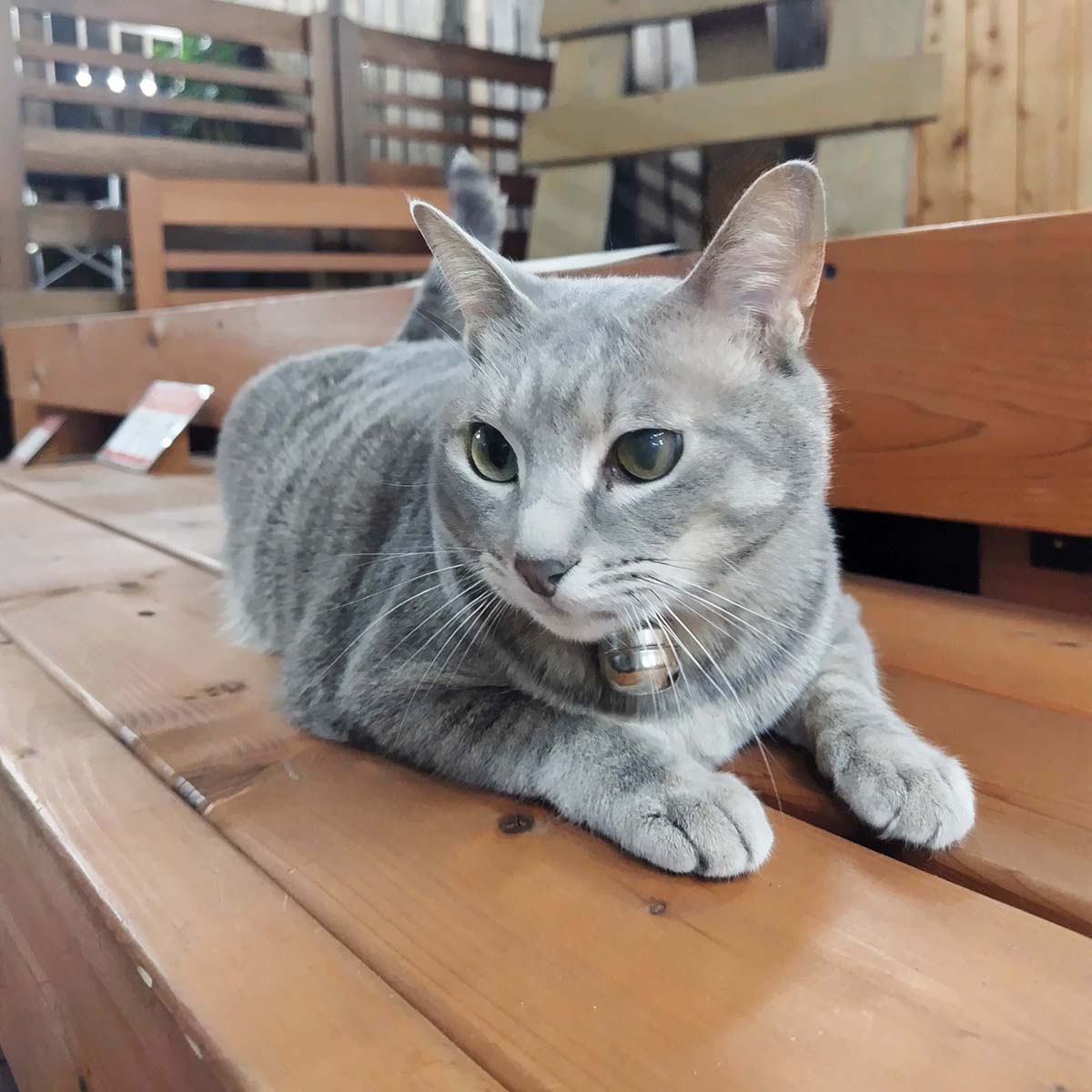 チャット
