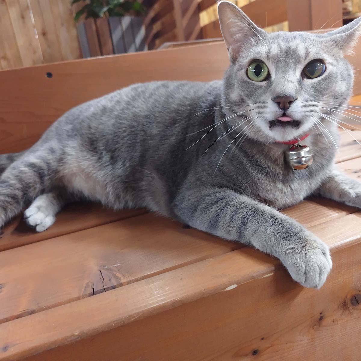 チャット
