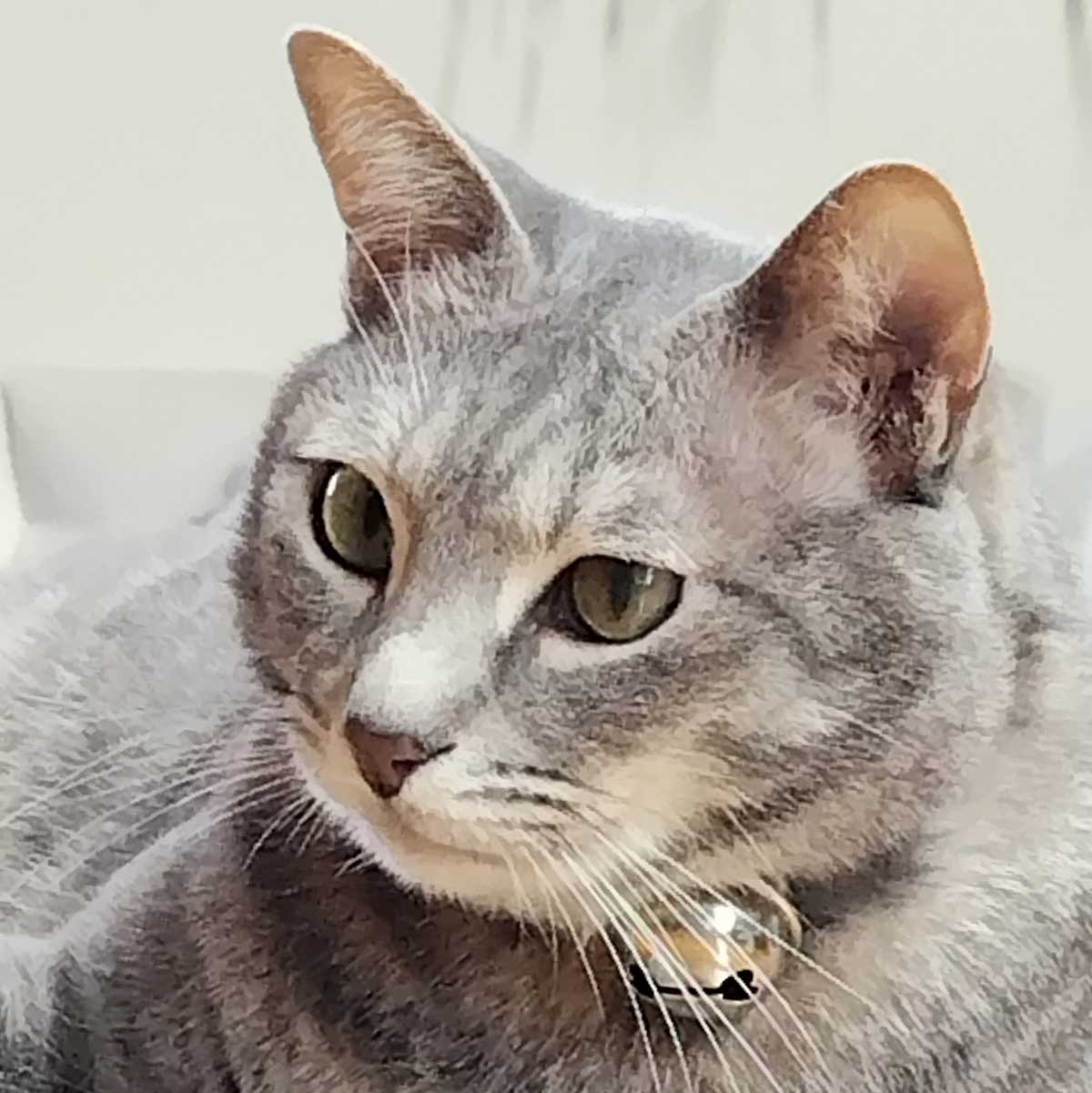 チャット