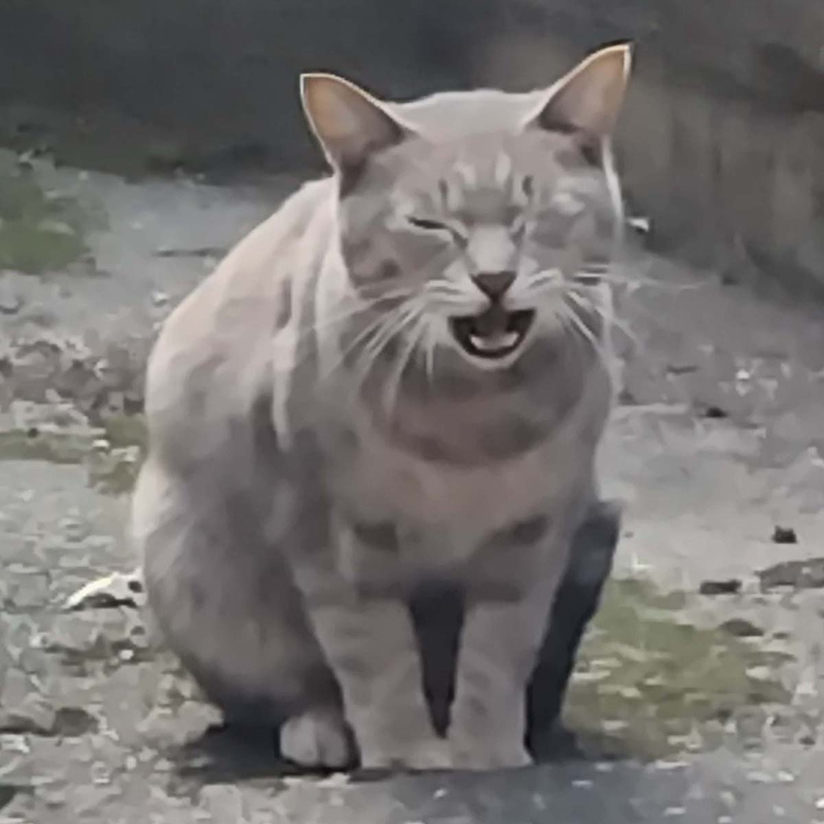 チャット