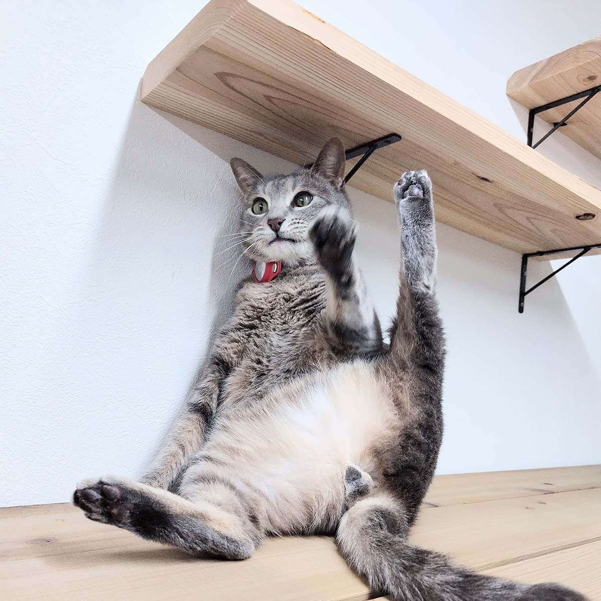 チャット