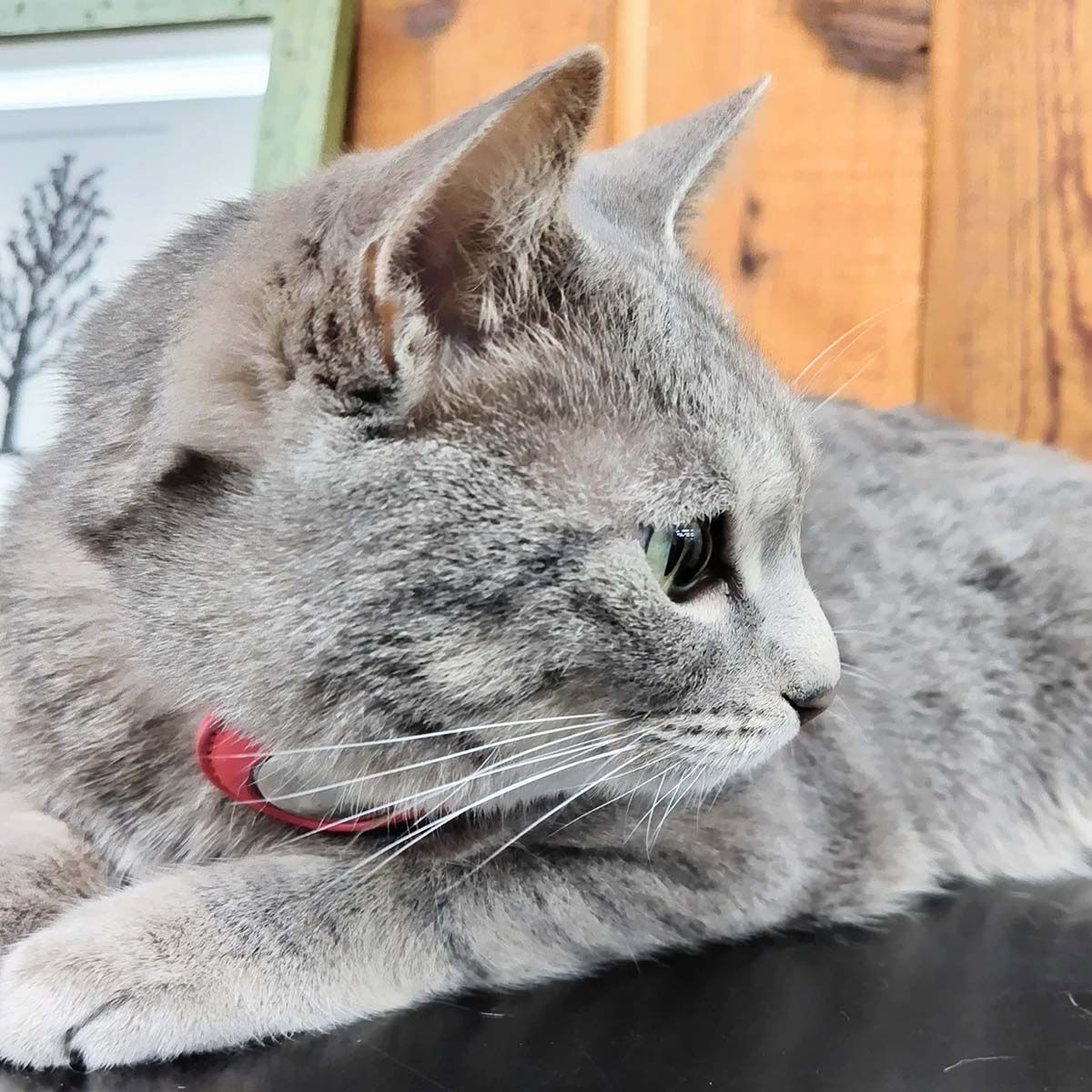 チャット