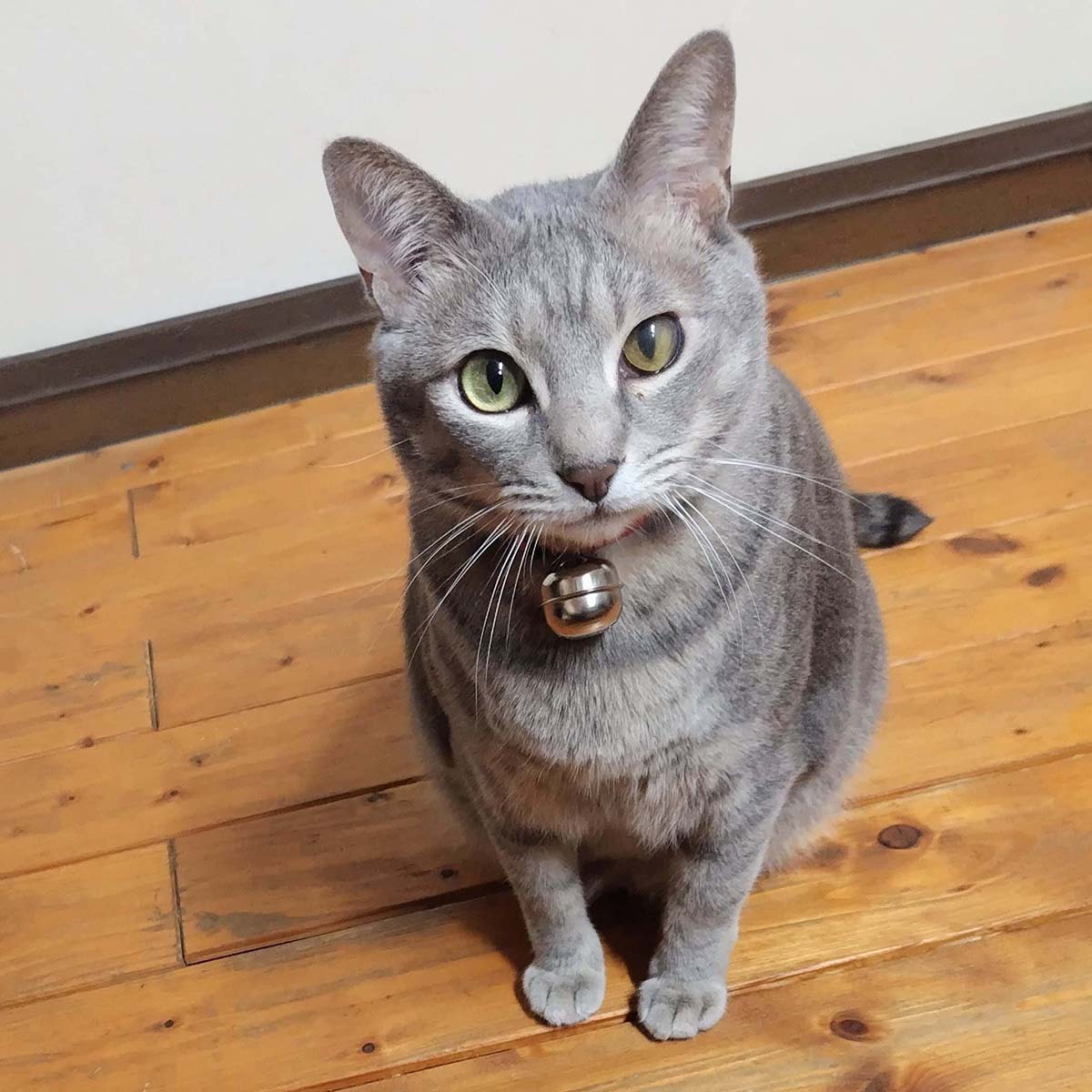チャット