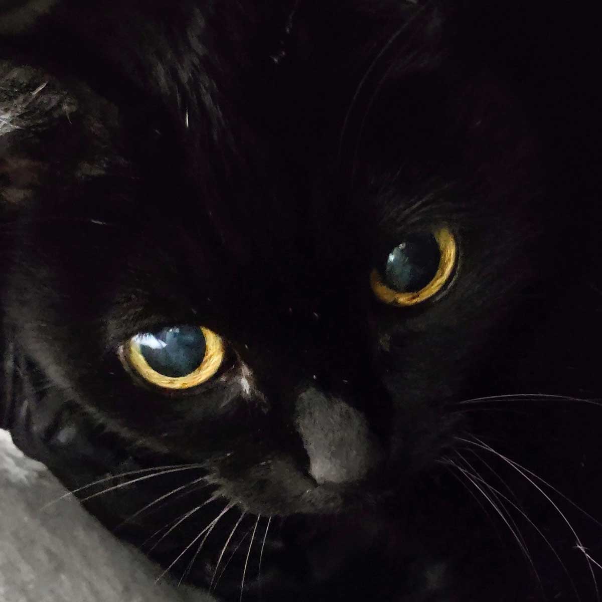 チャット