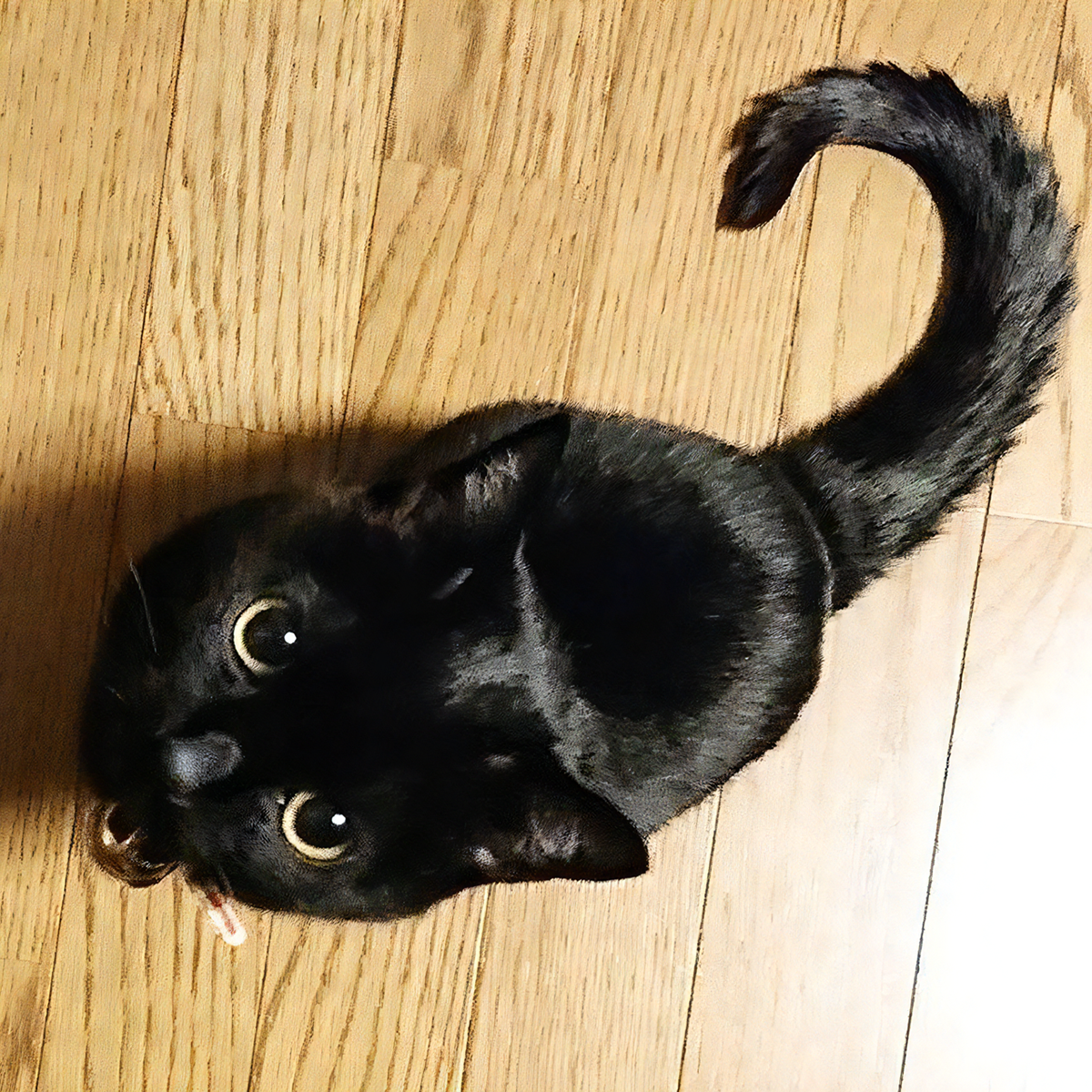 クロネコカブ