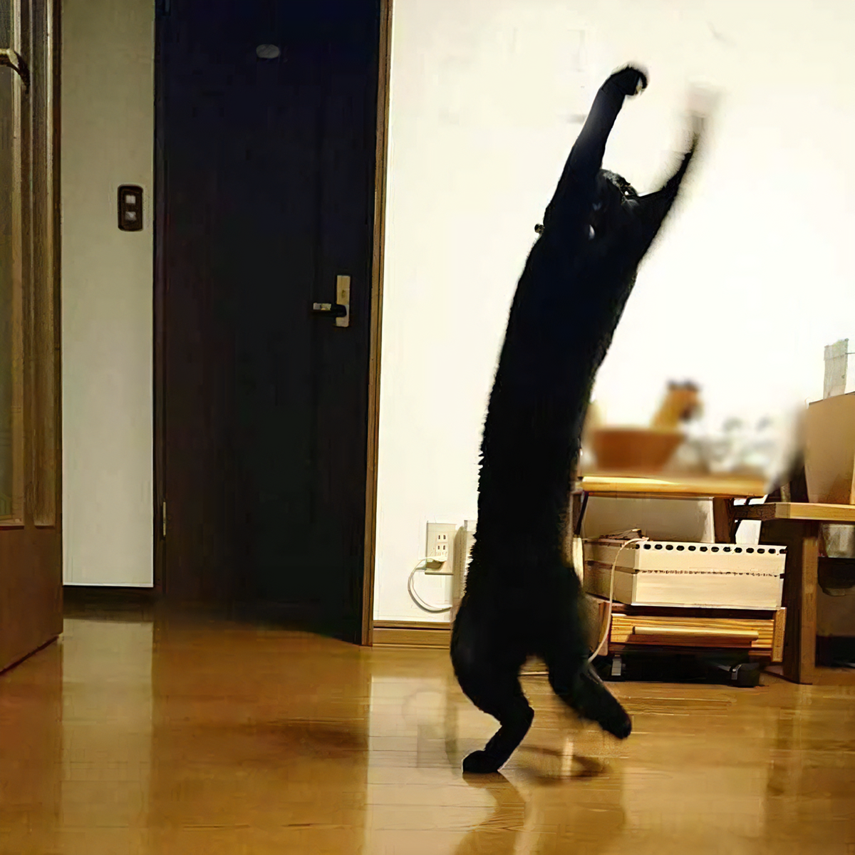 クロネコカブ