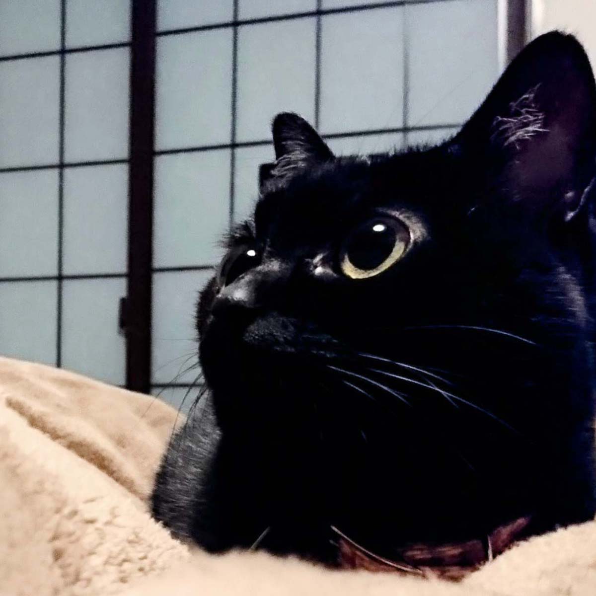 クロネコカブ