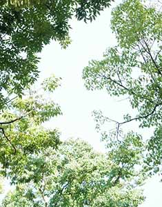  樹木たち/中川木材産業