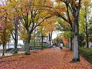 通勤で落ち葉の絨毯を歩けます。 /中川木材産業