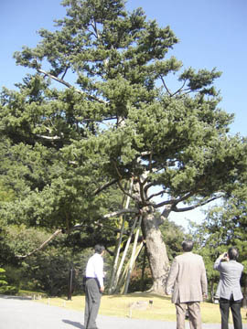 テキスト ボックス:  2006年鳥取での全員例会　華水亭の黒松 