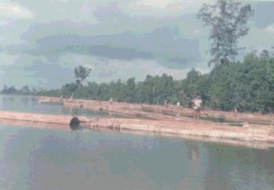 インドネシア　スマトラ貯木場