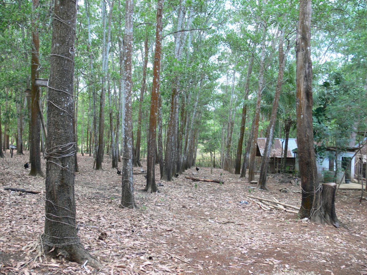 アカシアマンギュウムの植林地
